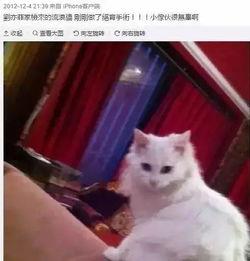 娱乐吃瓜酱男朋友不如猫,揭秘娱乐圈中的“喵星人”魅力 第3张 娱乐吃瓜酱男朋友不如猫,揭秘娱乐圈中的“喵星人”魅力 第3张